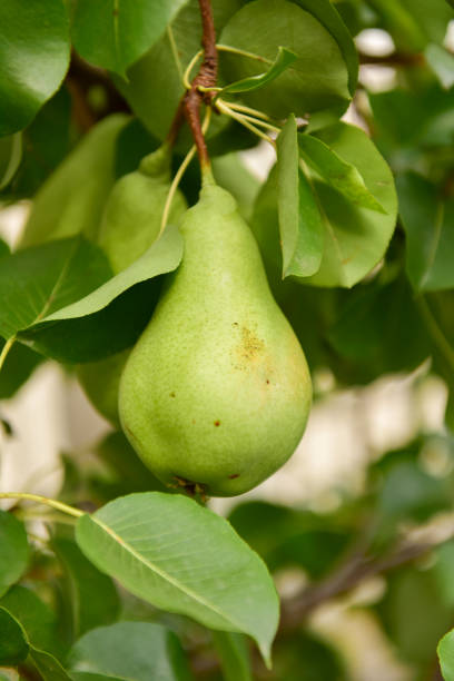 istock Organic ripe pear on a branch 1191655540