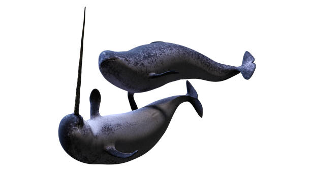 istock Narwhal couple,  Monodon monoceros isolated on white background 1191656836