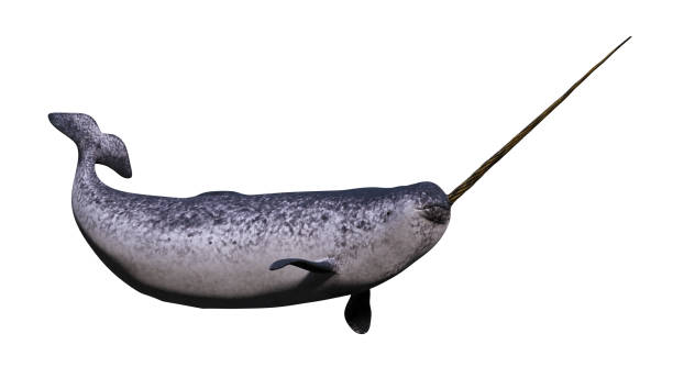 rare arctic whale species, cutout on white ground