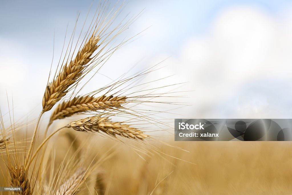 Close up of ripe wheat ears Close up of ripe wheat ears against beautiful sky with clouds. Selective focus. Wheat Stock Photo