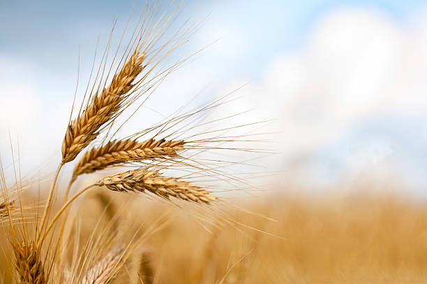 Close up of ripe wheat ears Close up of ripe wheat ears against beautiful sky with clouds. Selective focus. straw photos stock pictures, royalty-free photos & images