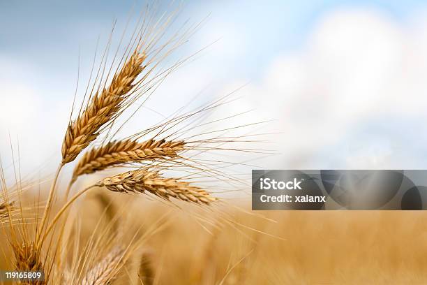 Close Up Of Ripe Wheat Ears Stock Photo - Download Image Now - Wheat, Agricultural Field, Crop - Plant