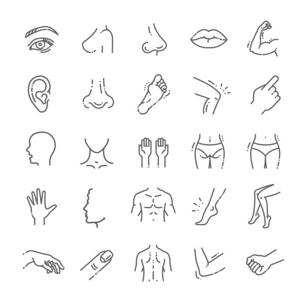 human body parts icons plastic face surgery, medical vector icons Anatomy. Health care. Thin line contour symbols chest torso stock illustrations