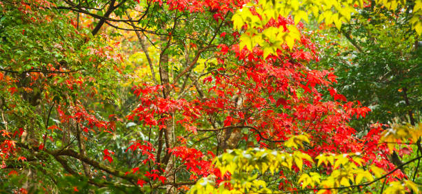 istock Colourful maple leaves in early autumn. 1191659912