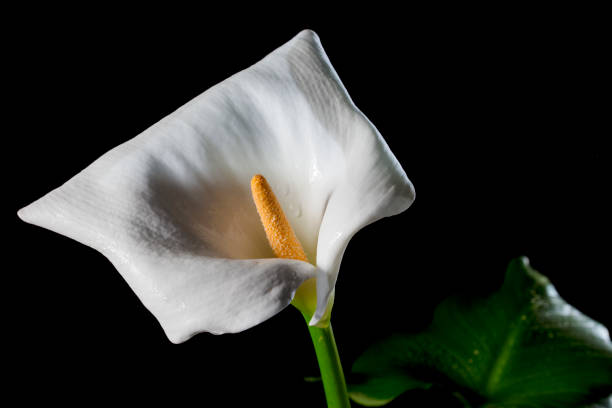 Close up white lily flowers, soft focus