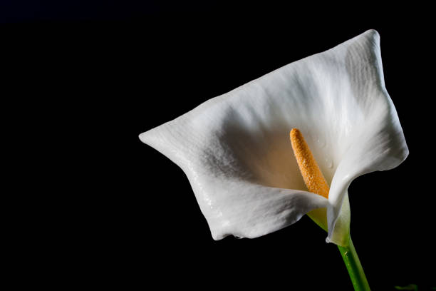 istock Zantedeschia White Calla Lily Plant flower 1191661045