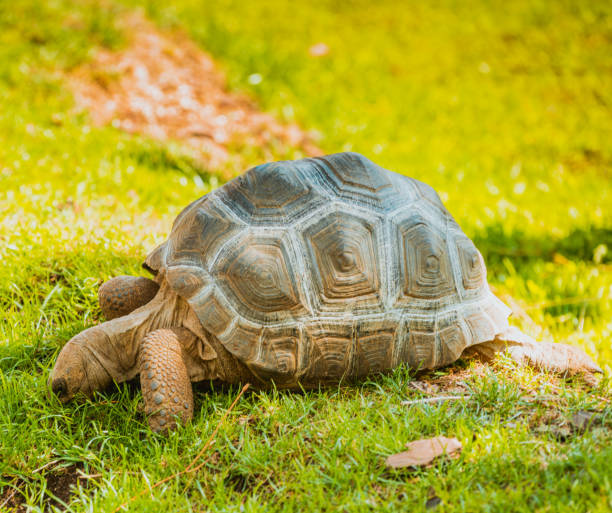 istock A turtle in a clearing eating grass 1191661612