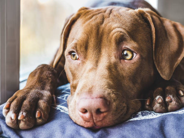 istock Sweet puppy sleeping on a soft plaid 1191661613