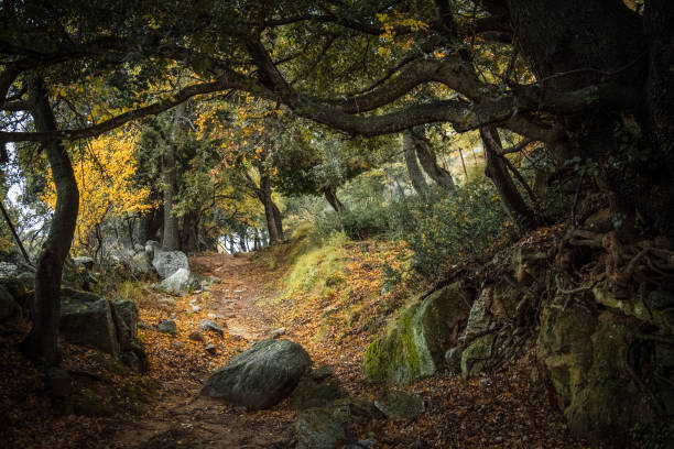 sentier à travers une forêt d'automne en corse - footpath autumn stone old photos et images de collection