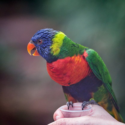 Stock photo showing a rainbow lorikeet (Trichoglossus moluccanus) perching on a wooden deck in the sunshine.