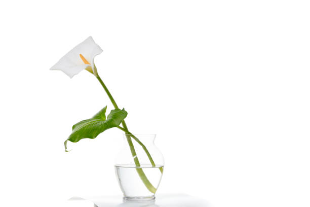 Zantedeschia White flower Calla Lily Plant isolated on white background