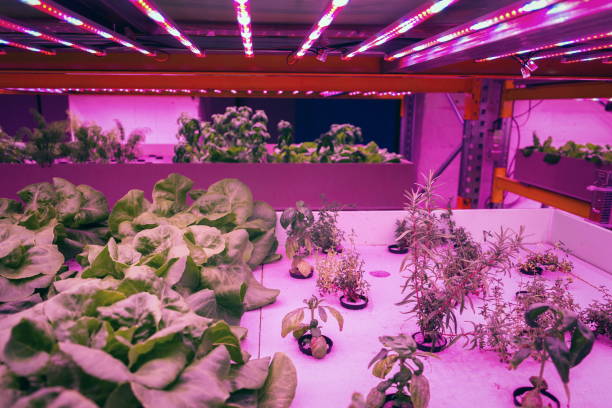 istock Various herbs and vegetables grow under special LED lights belts in aquaponics system combining fish aquaculture with hydroponics, cultivating plants in water under artificial lighting, organic food concept 1191664621