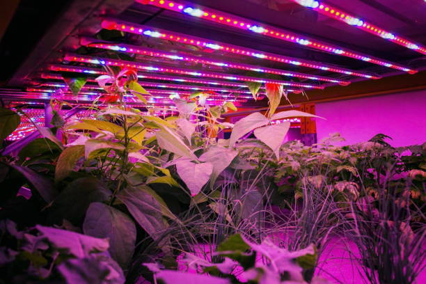 Various herbs and vegetables grow under special LED lights belts in aquaponics system combining fish aquaculture with hydroponics, cultivating plants in water under artificial lighting, organic food concept Various herbs and vegetables grow under special LED lights belts in aquaponics system combining fish aquaculture with hydroponics, cultivating plants in water under artificial lighting, organic food concept aquaponics photos stock pictures, royalty-free photos & images