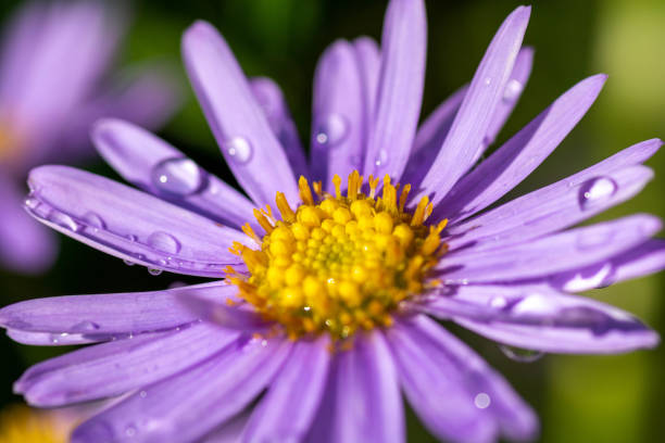 istock Purple chrysanthemum after rain 1191665454