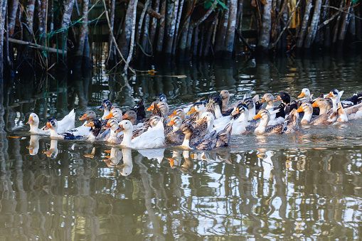 Flock of duck in a row domestic animal, Livestock swimming in river, Maroantsetra, Madagascar
