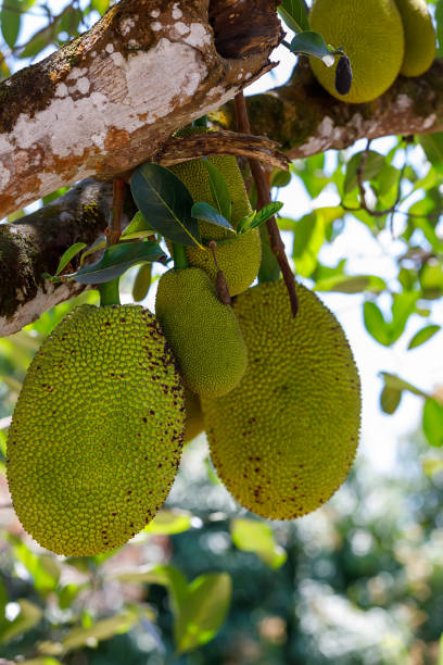 istock Jackfruit, Artocarpus Heterophyllus, Madagascar 1191665737