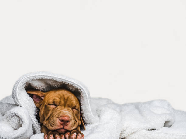 istock Sweet puppy sleeping on a soft plaid 1191665745