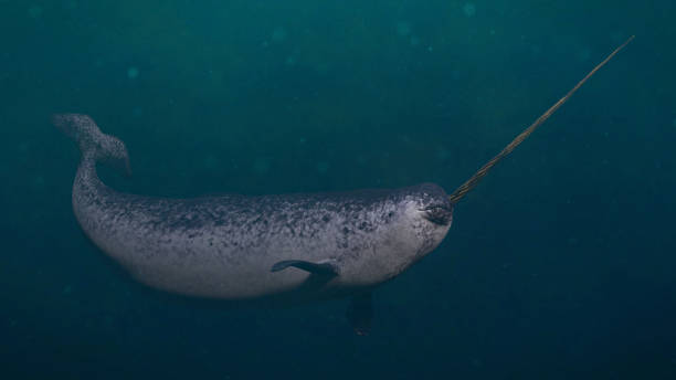 narwal, männlich monodon monoceros schwimmen im ozean - narwal stock-fotos und bilder