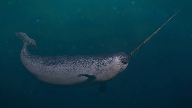 Narwhal, male Monodon monoceros swimming in the ocean rare arctic whale species in natural environment narwhal stock pictures, royalty-free photos & images