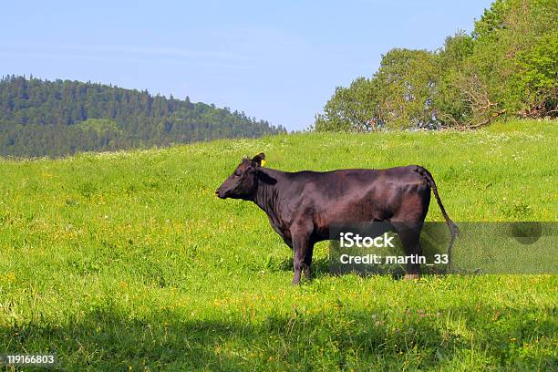 Photo libre de droit de Vache Sur Un Pâturage banque d'images et plus d'images libres de droit de Agriculture - Agriculture, Animaux domestiques, Bleu