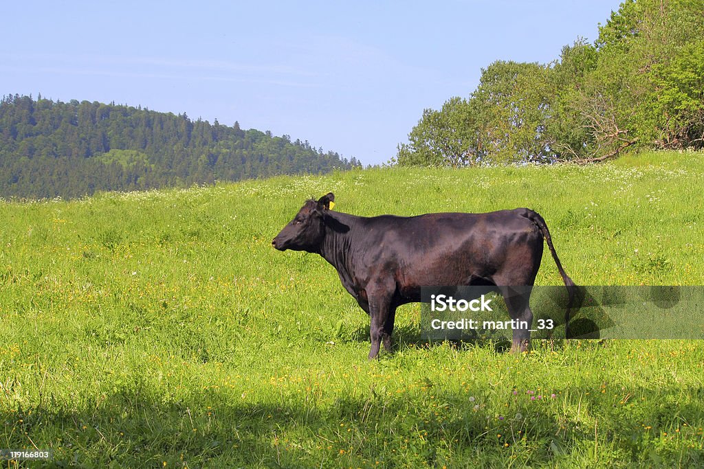 Vaca em pasture - Foto de stock de Agricultura royalty-free