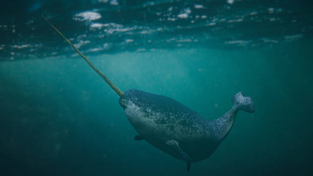 narwal, männlich monodon monoceros schwimmen im ozean - narwal stock-fotos und bilder