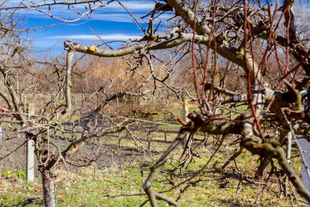 frisch beschnitter zweig mit knospe vor chemischem schutz. - branch twig bud isolated stock-fotos und bilder