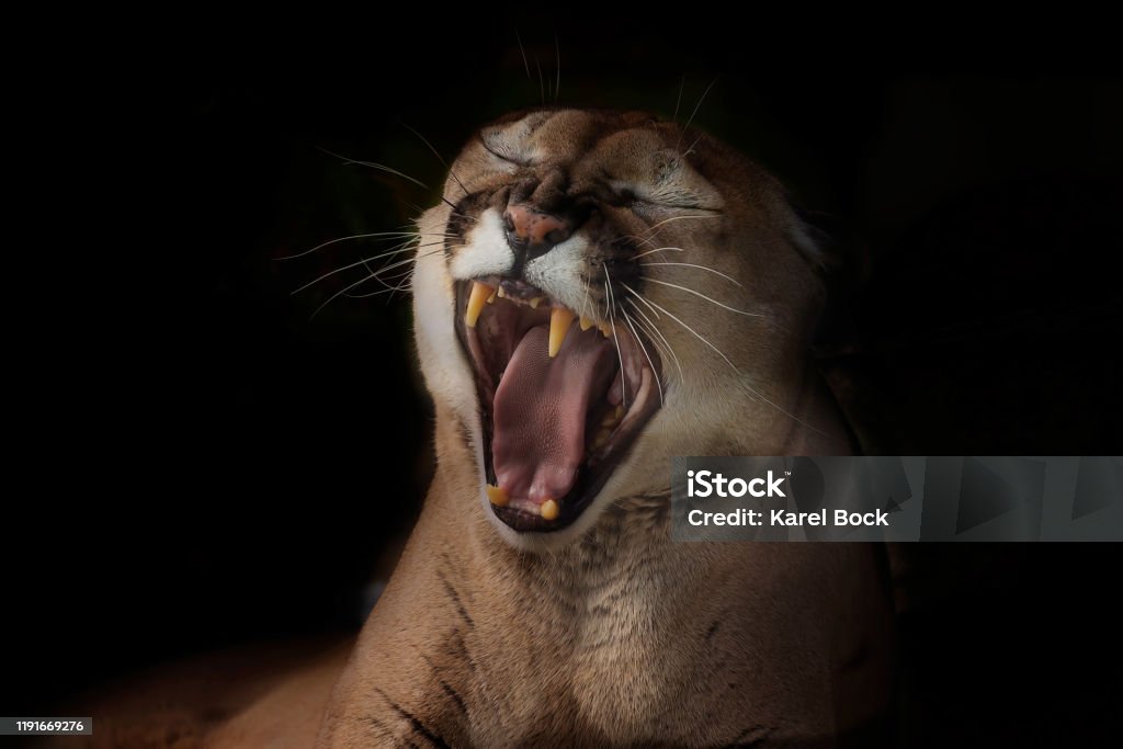 El Puma Es Animal Nativo Americano Conocido Como León De Montaña Puma Tigre Rojo Y Catamount Foto de stock y más banco de imágenes de Puma - Felino salvaje - iStock El Puma Es Animal Nativo Americano Conocido Como León De Montaña Puma Tigre Rojo Y Catamount Foto de stock y más banco de imágenes de Puma - Felino salvaje - iStock