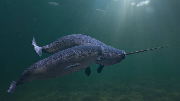 Narwhal couple, two Monodon monoceros swimming together in the ocean (3d rendering) rare arctic whale species in natural environment tusk stock pictures, royalty-free photos & images