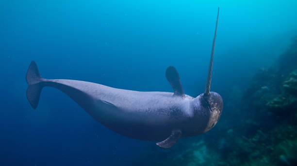 나르고래, 바다에서 수영하는 모노돈 모노세로스 (3d 렌더) - 일각돌고래 뉴스 사��진 이미지