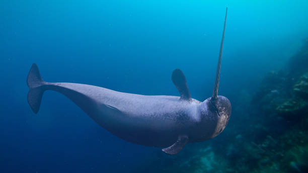istock Narwhal, Monodon monoceros swimming in the ocean (3d render) 1191670504