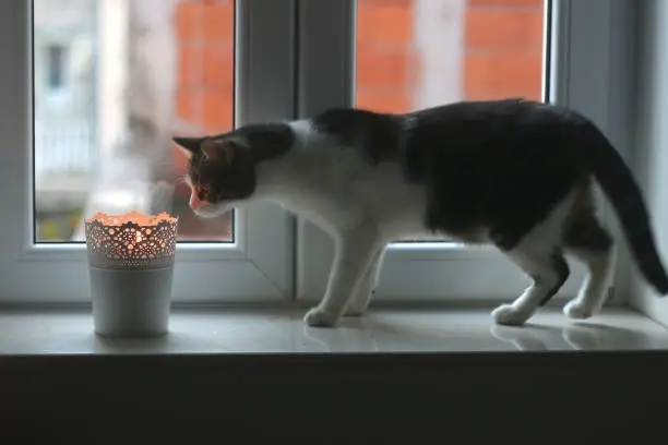 Photo of Cat and Candle Holder