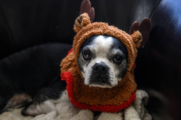 istock Dog wearing reindeer antlers 1191671135