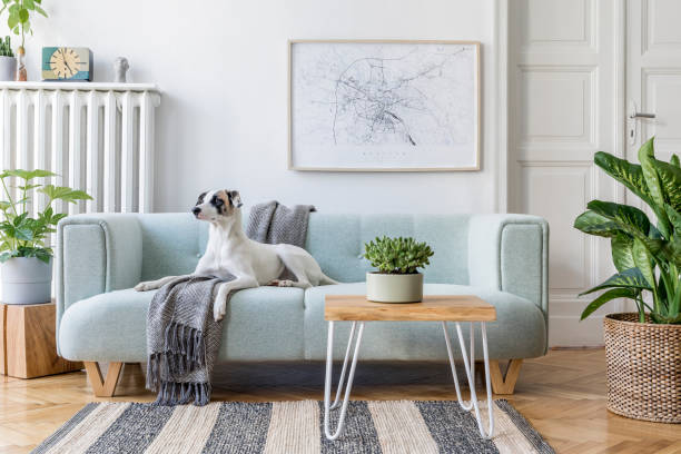민트 소파, 디자인 커피 테이블, 가구, 식물과 우아한 액세서리와 현대적인 아파트의 세련된 스칸디나비아 거실 인테리어. 소파에 누워 아름다운 개. 홈 장식. 템플릿. - furnitures 뉴스 사진 이미지