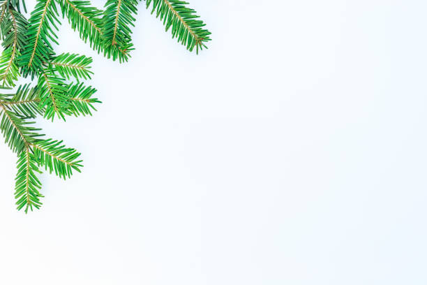 istock Christmas and New Year background with fir branches and space for text. 1191674310