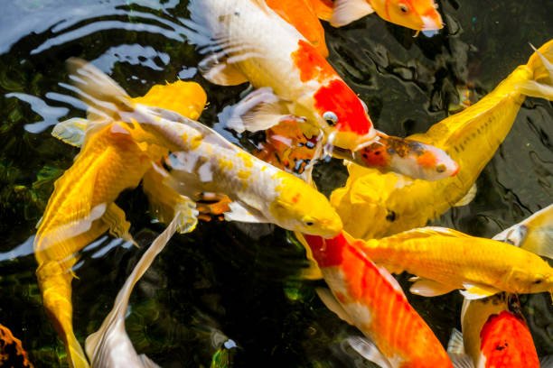 istock Fancy carp or Koi swimming in a pond. 1191675124