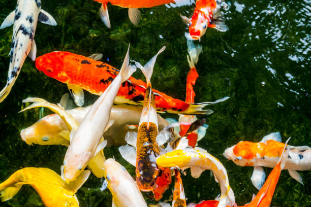 istock Fancy carp or Koi swimming in a pond. 1191675139