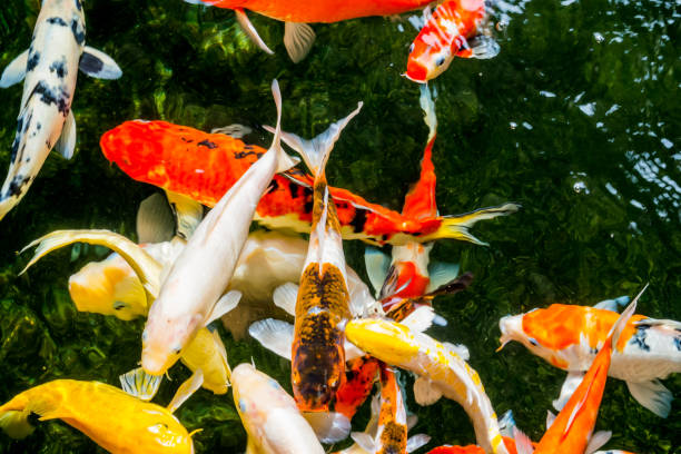 istock Fancy carp or Koi swimming in a pond. 1191675189