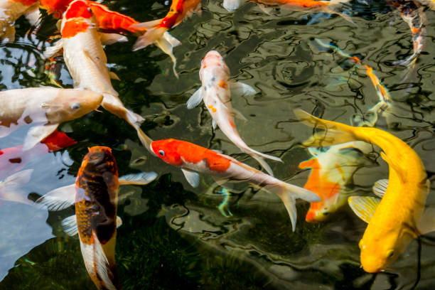 istock Fancy carp or Koi swimming in a pond. 1191675211
