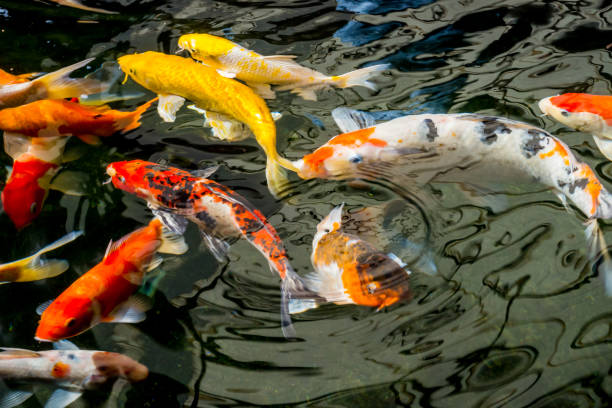istock Fancy carp or Koi swimming in a pond. 1191675222