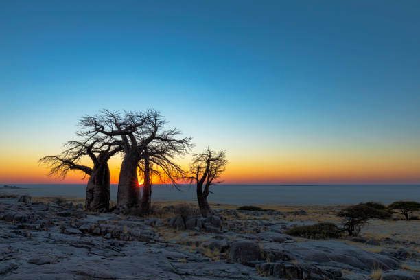 istock Sunrise at baobab trees on Kubu Island 1191676579