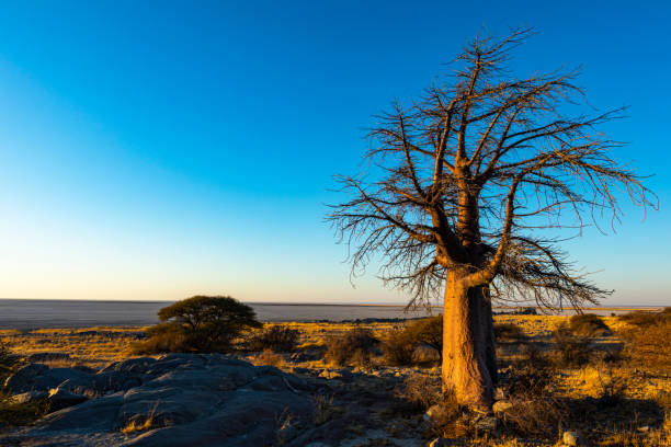 istock Lone baobab tree in early morning light 1191677626