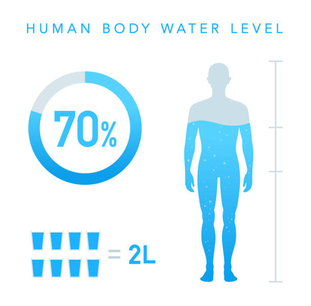 ilustraciones, imágenes clip art, dibujos animados e iconos de stock de porcentaje de agua de la ilustración del cuerpo humano, gráfico - number 70