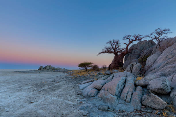 istock Baobab tree and rocks on Kubu Island after sunset 1191677905