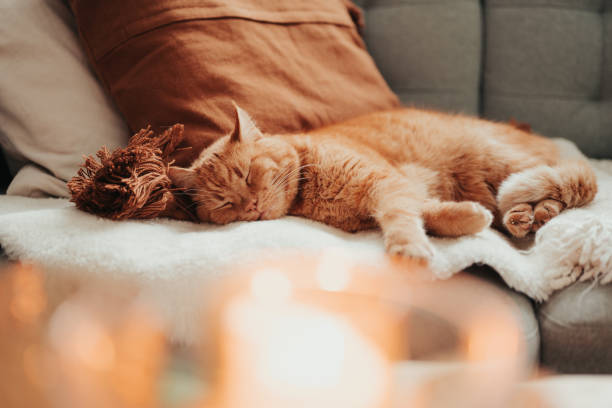 Cute cat relaxing in sofa in candle light cozy home stock photo