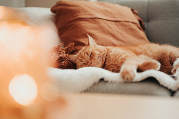 Cute cat relaxing in sofa in candle light cozy homePhoto taken indoors in natural light
