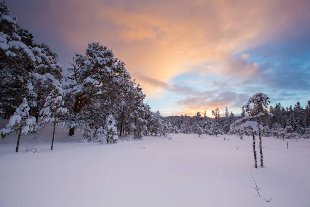 istock beautiful winter landscape snow tree 1191681891