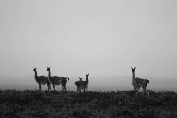 Guanacos on the way between Punta Arenas Chile and El Calafate Argentina