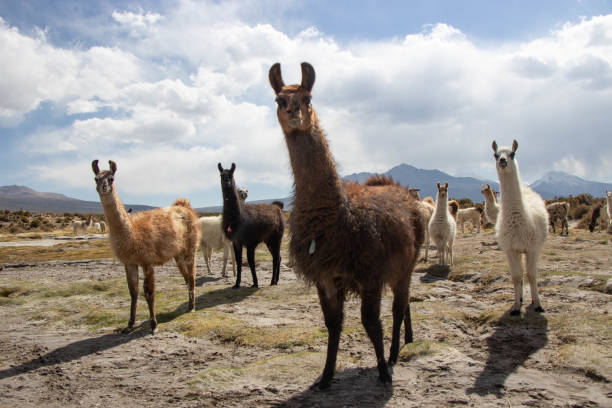istock Herd of lamas and alpacas running 1191683592