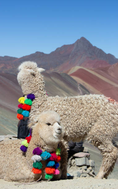 istock Rainbow Mountains at 5000m altitude and lamas 1191683678